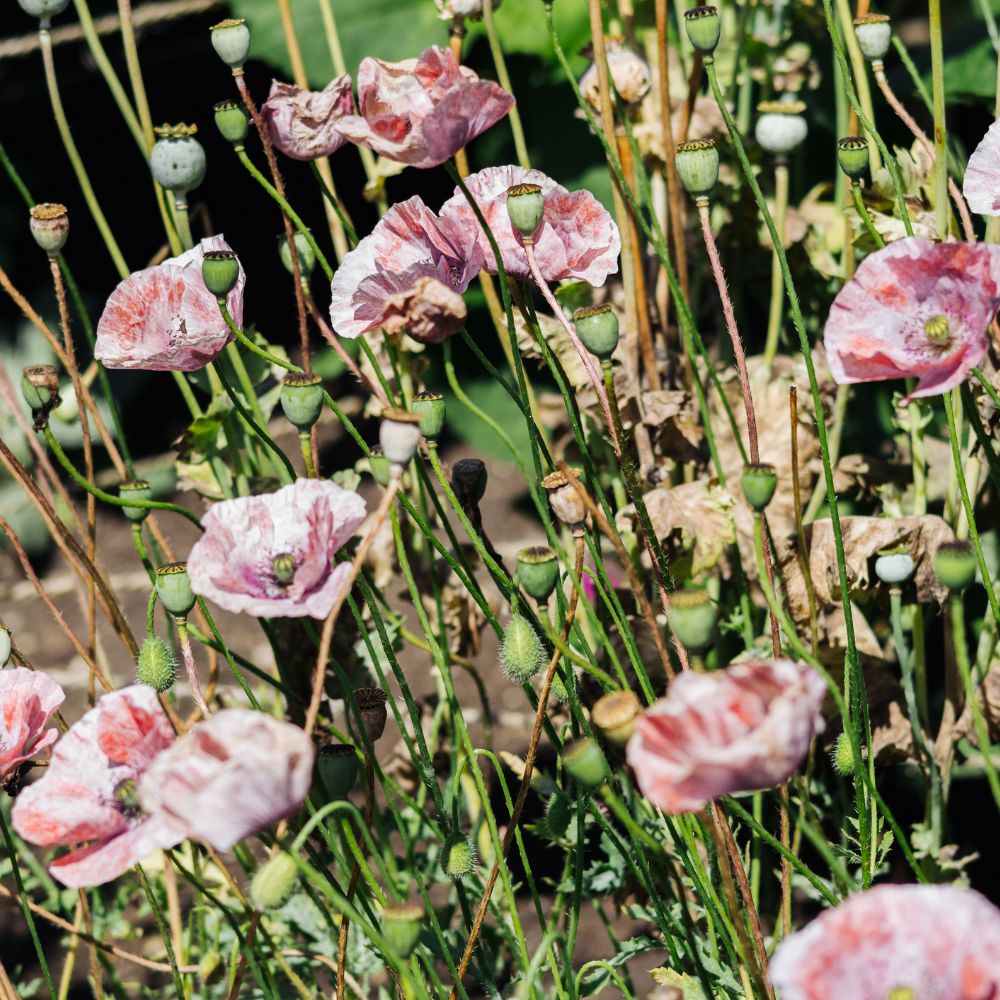 Papaver rhoeas ‘Mother of Pearl’ (klaproos)