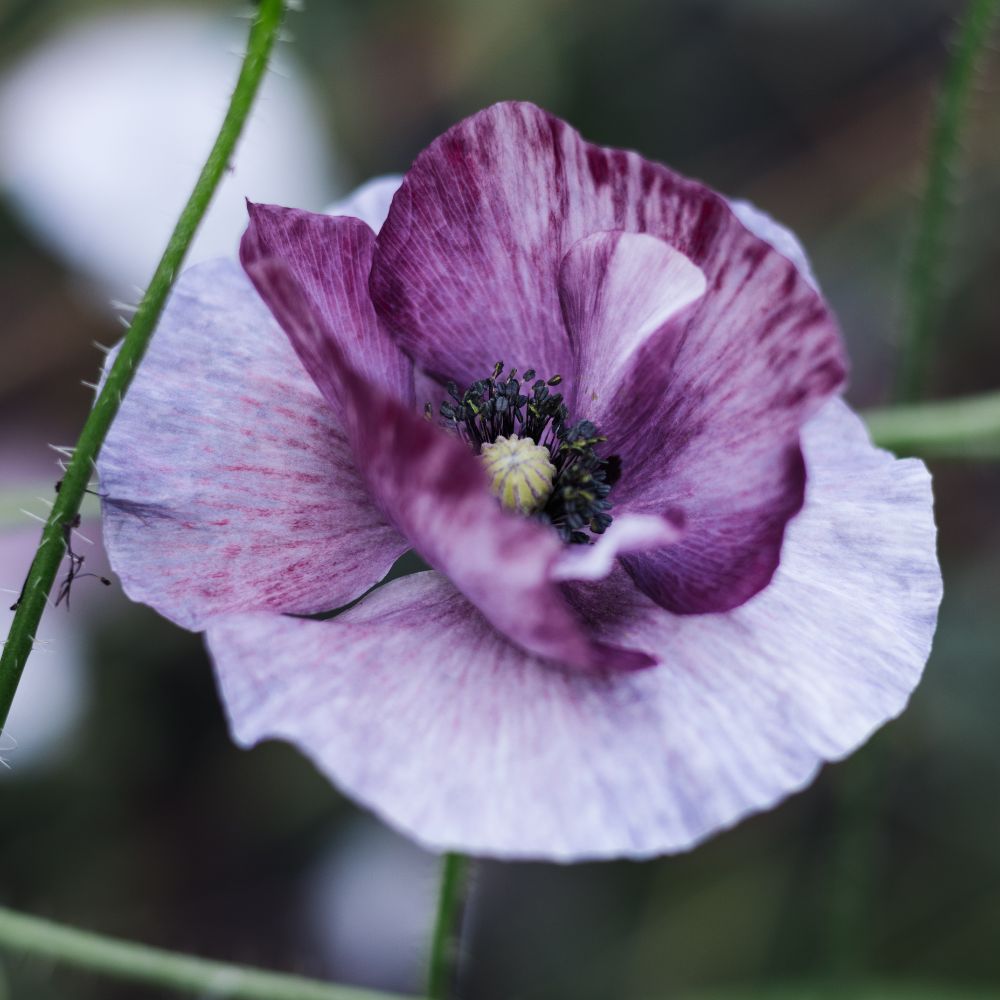 Papaver rhoeas ‘Pandora’ (klaproos)