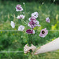 Papaver rhoeas ‘Pandora’ (klaproos)