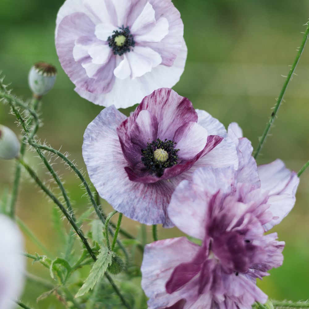 Papaver rhoeas ‘Pandora’ (klaproos)