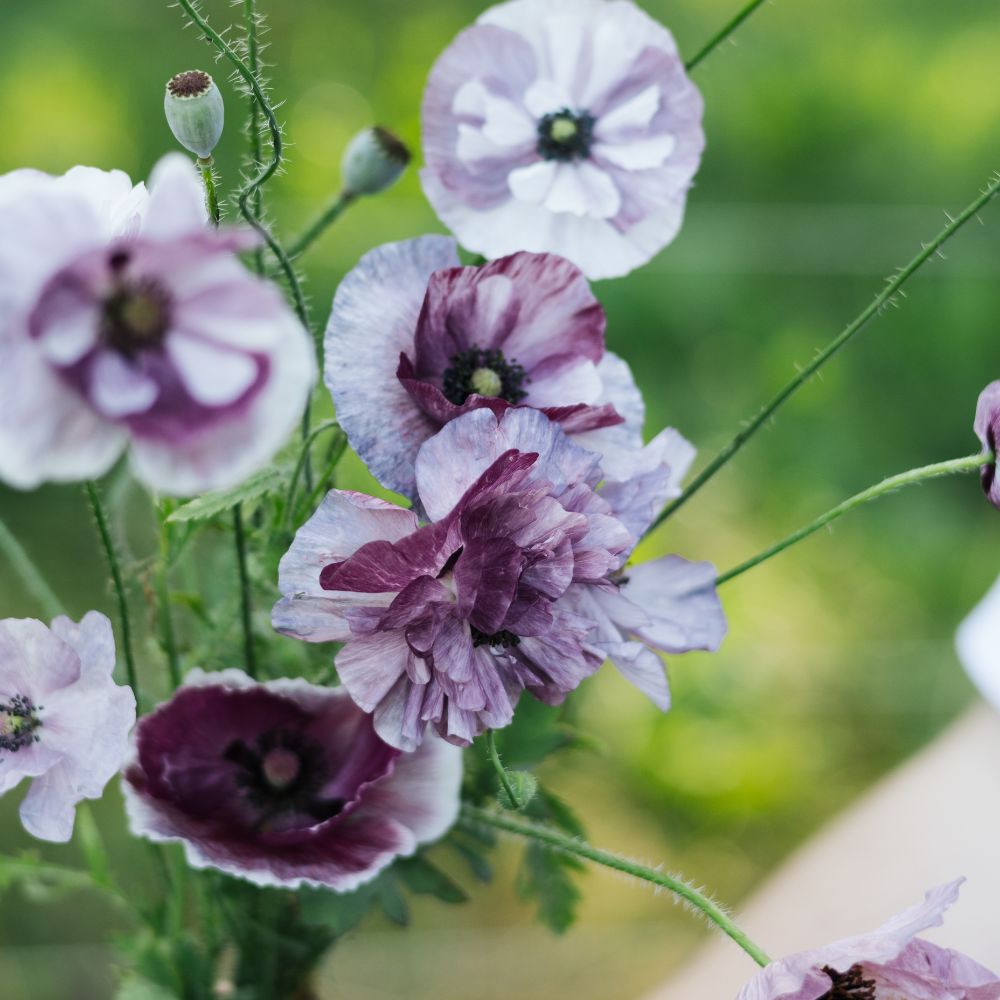 Papaver rhoeas ‘Pandora’ (klaproos)