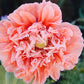 Papaver somniferum ‘Salmon Peony’ (slaapbol)