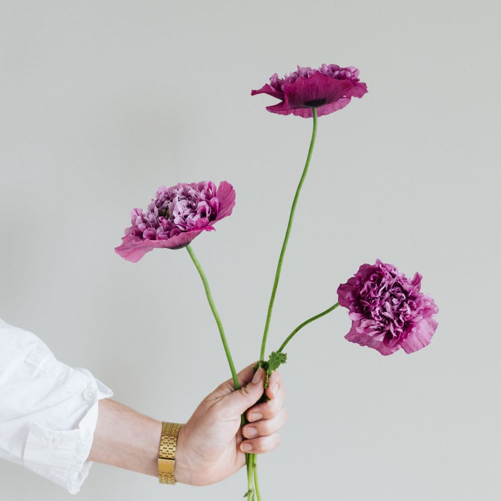 Papaver somniferum ‘Purple Peony’ (slaapbol)