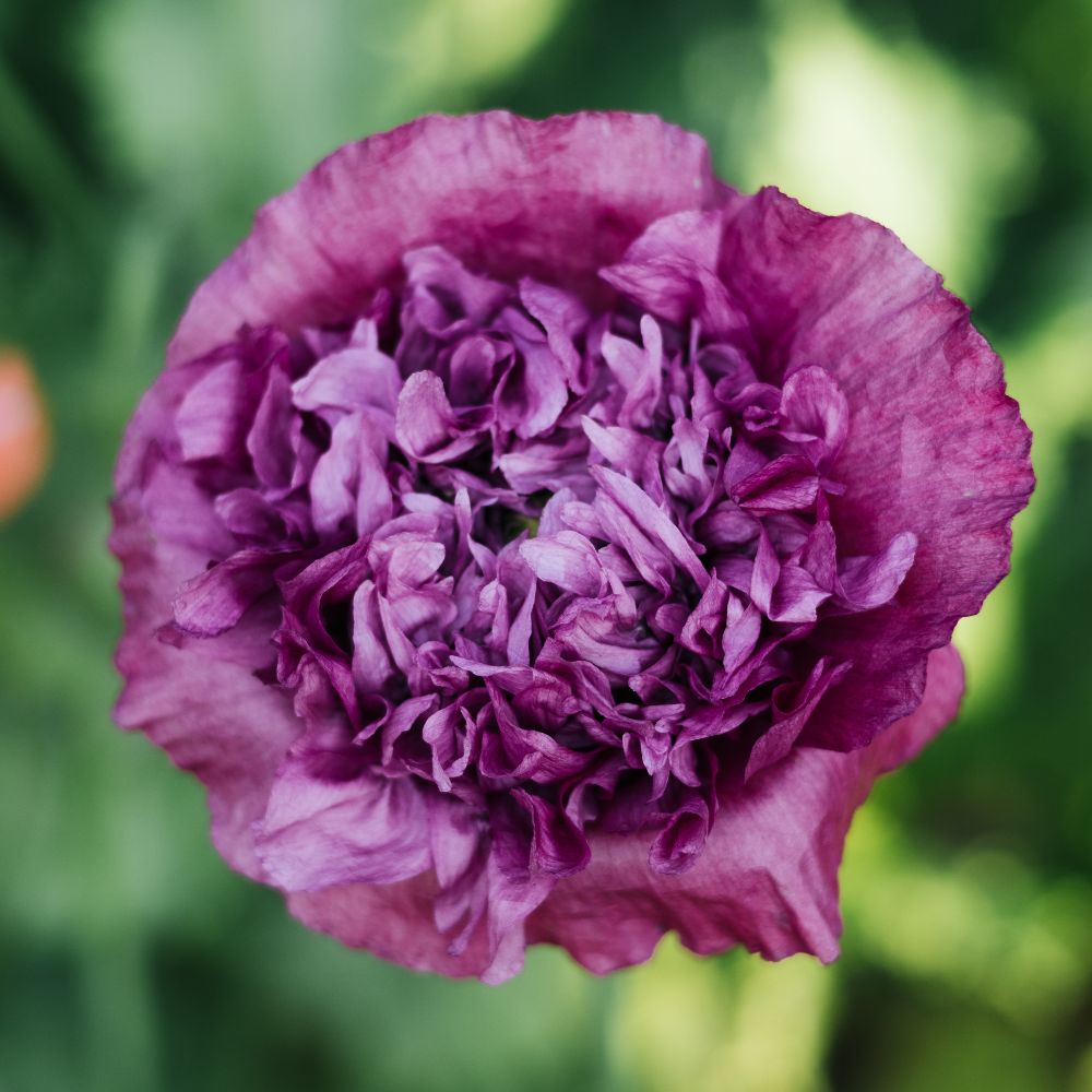 Papaver somniferum ‘Purple Peony’ (slaapbol)