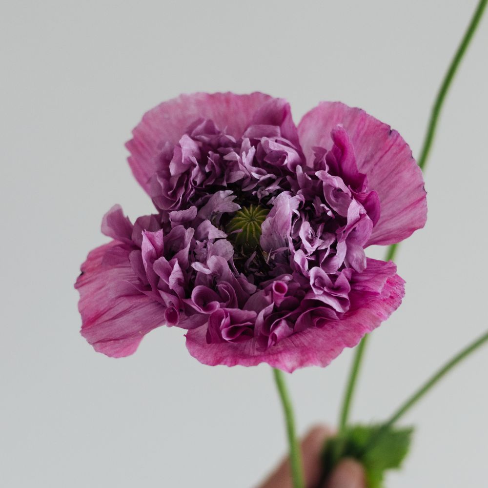 Papaver somniferum ‘Purple Peony’ (slaapbol)