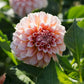 Dahlia 'Peaches'