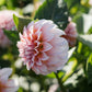 Dahlia 'Peaches'