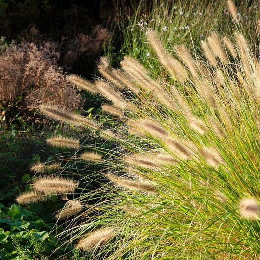 Pennisetum alopecuroides 'Hameln' (lampenpoetsersgras) BIO