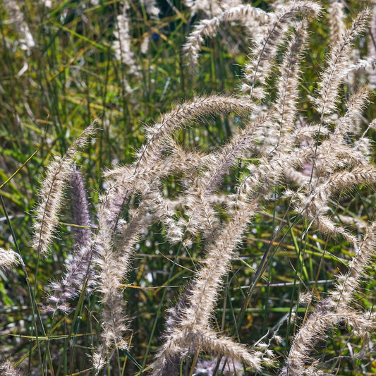 Pennisetum orientale 'Karley Rose' (lampenpoetsersgras)