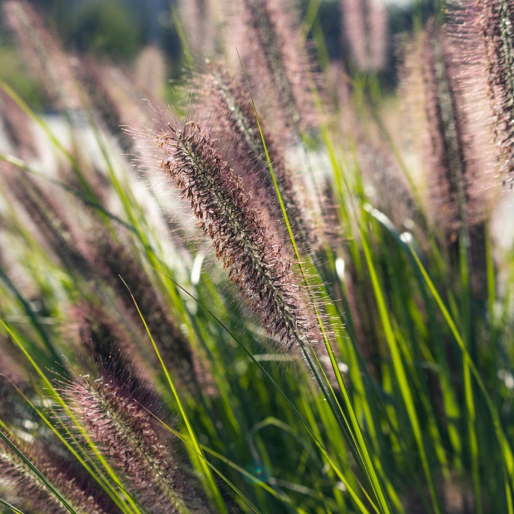 Pennisetum alopecuroides 'Redhead' (lampenpoetsersgras) BIO