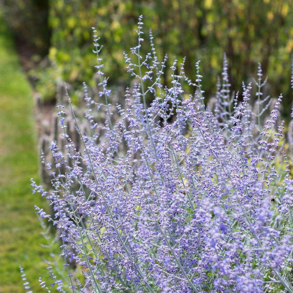 Perovskia 'Blue Spire' (reuzenlavendel) BIO