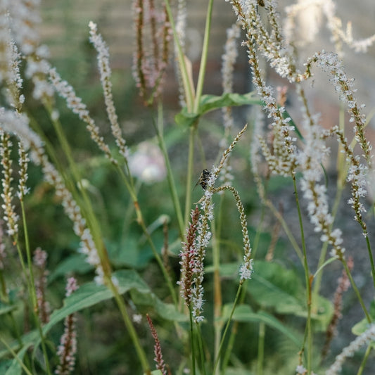 Persicaria amplexicaulis 'Alba' (duizendknoop)