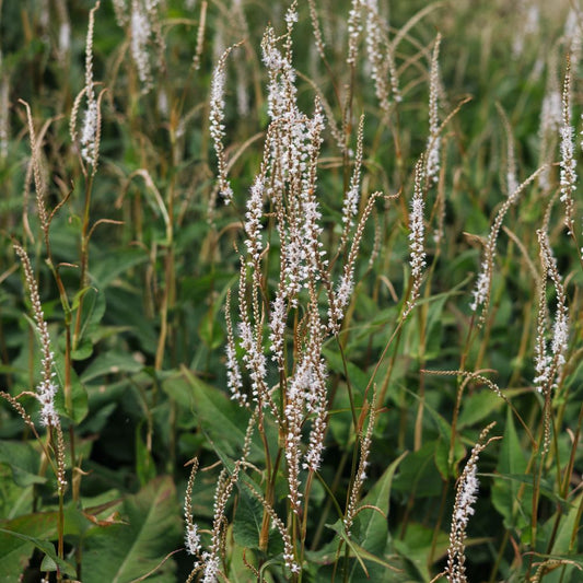 Persicaria amplexicaulis 'Alba' (duizendknoop)