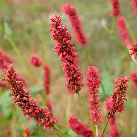 Persicaria amplexicaulis 'Lisan' (duizendknoop) BIO