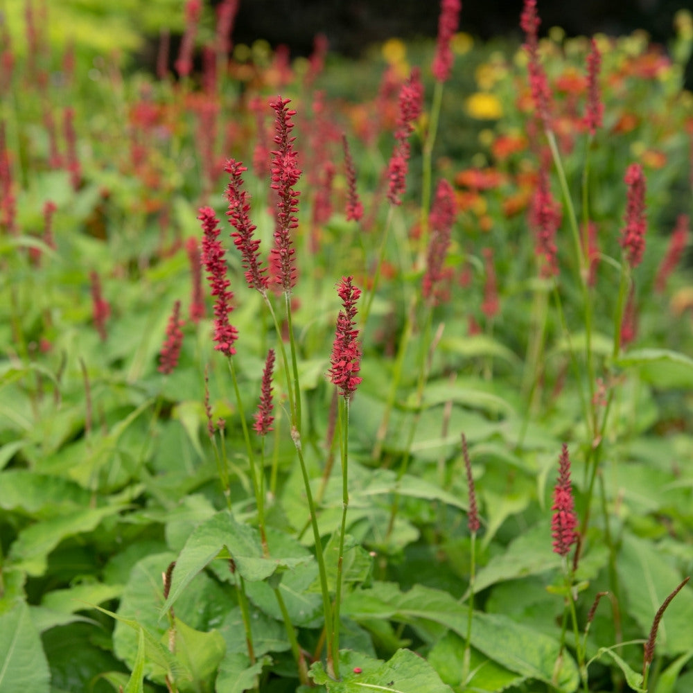 Persicaria amplexicaulis 'Lisan' (duizendknoop) BIO