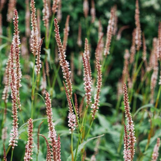 Persicaria amplexicaulis 'Rosea' (duizendknoop)