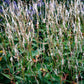 Persicaria amplexicaulis 'White Eastfield' (duizendknoop)