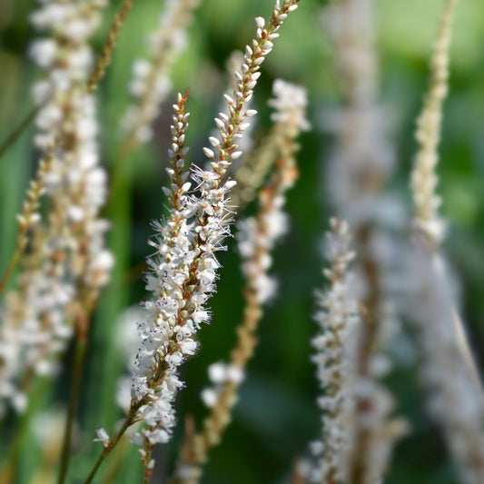 Persicaria amplexicaulis 'White Eastfield' (duizendknoop)