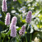 Persicaria bistorta 'Superba' (duizendknoop)