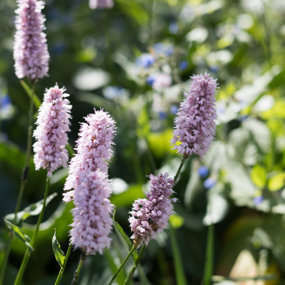 Persicaria bistorta 'Superba' (duizendknoop)