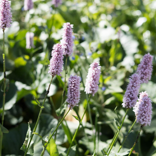 Persicaria bistorta 'Superba' (duizendknoop)