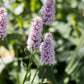 Persicaria bistorta 'Superba' (duizendknoop)