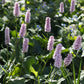 Persicaria bistorta 'Superba' (duizendknoop)