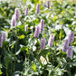 Persicaria bistorta 'Superba' (duizendknoop)