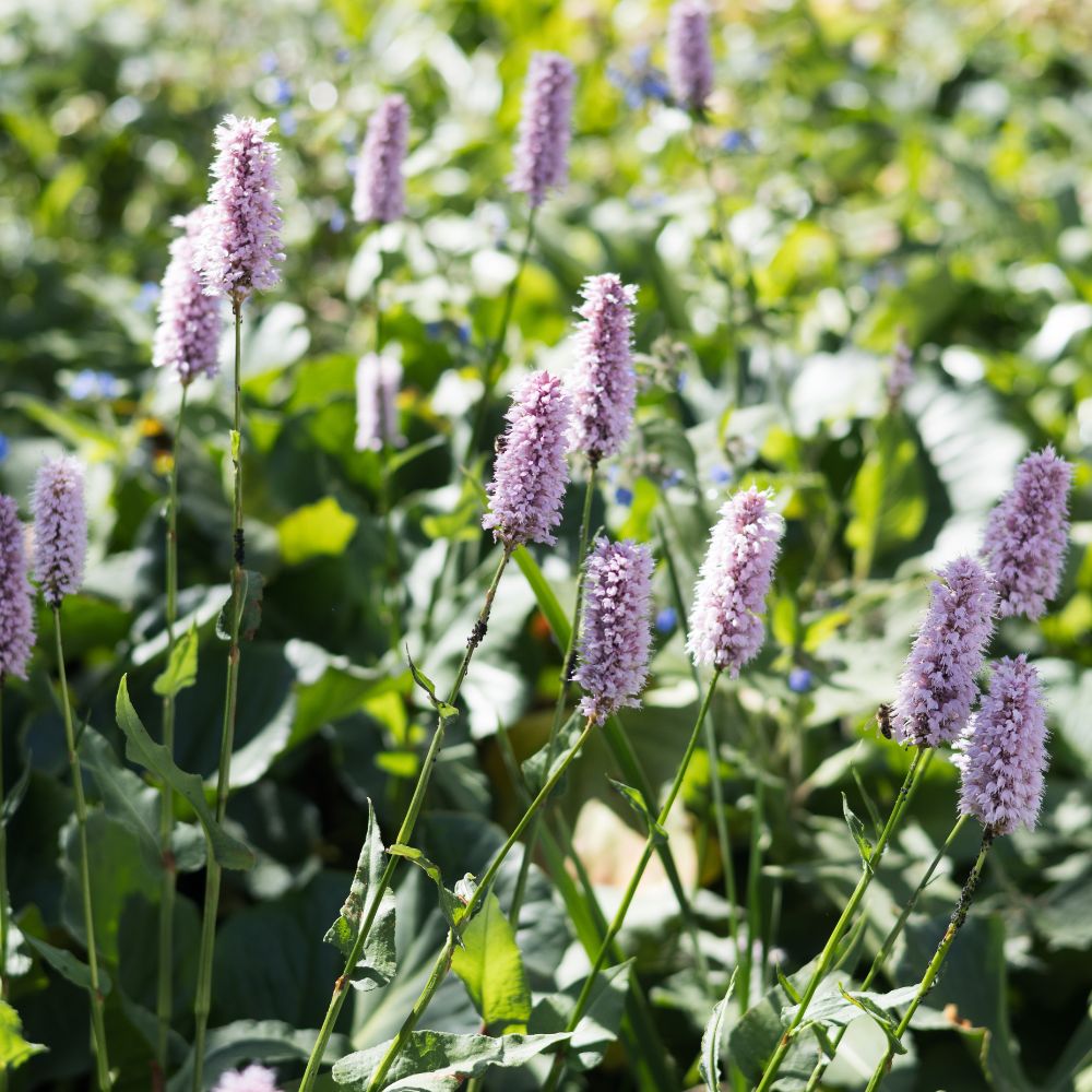 Persicaria bistorta 'Superba' (duizendknoop)