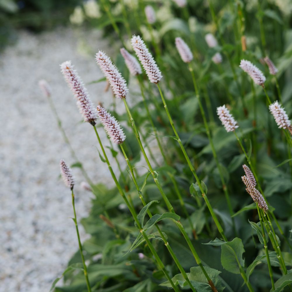Persicaria bistorta (duizendknoop) BIO