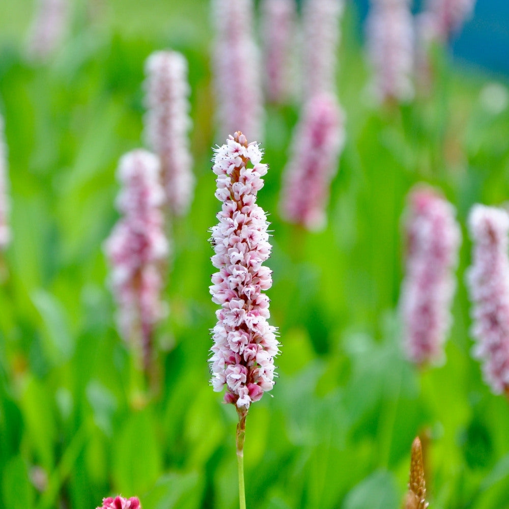 Persicaria bistorta (adderwortel)