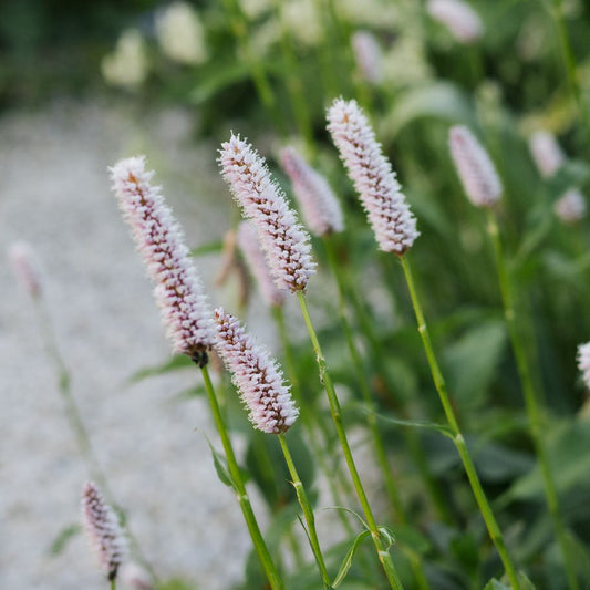 Persicaria bistorta (adderwortel)