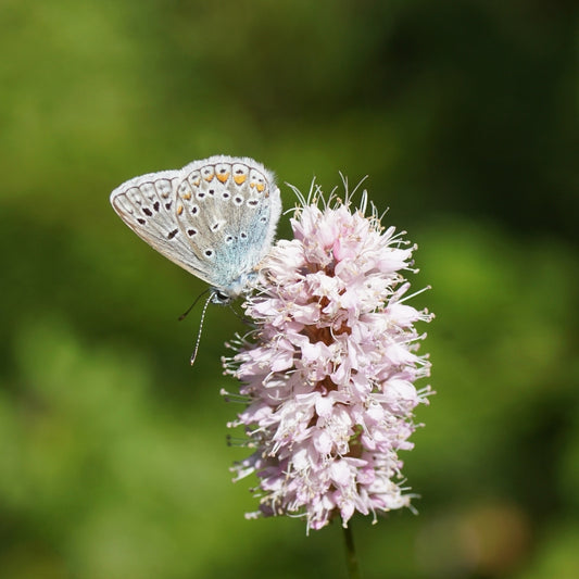 Persicaria bistorta (adderwortel)