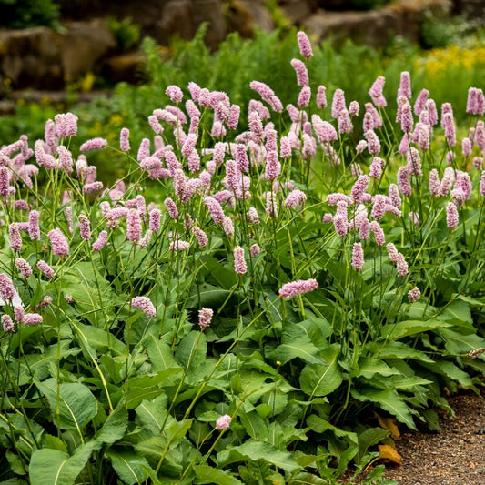 Persicaria bistorta 'Superba' (duizendknoop)