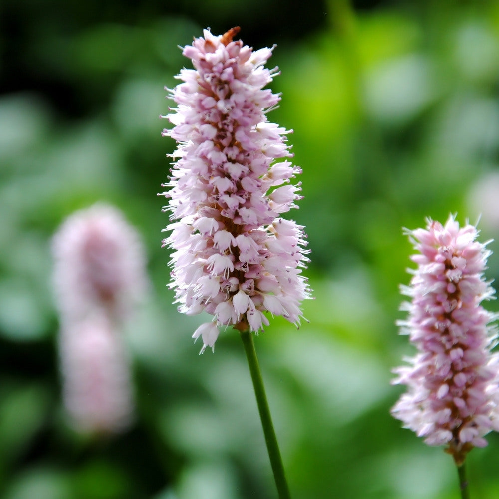 Persicaria bistorta 'Superba' (duizendknoop)