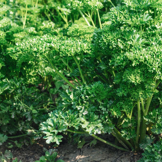 Peterselie 'Moskrul' BIO