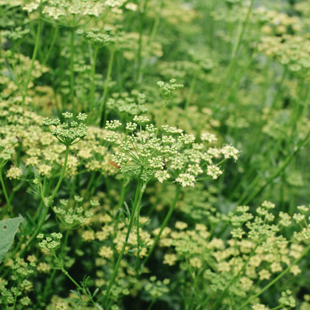 Peterselie 'Moskrul' BIO