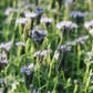 Phacelia tanacetifolia (bijenbrood) BIO