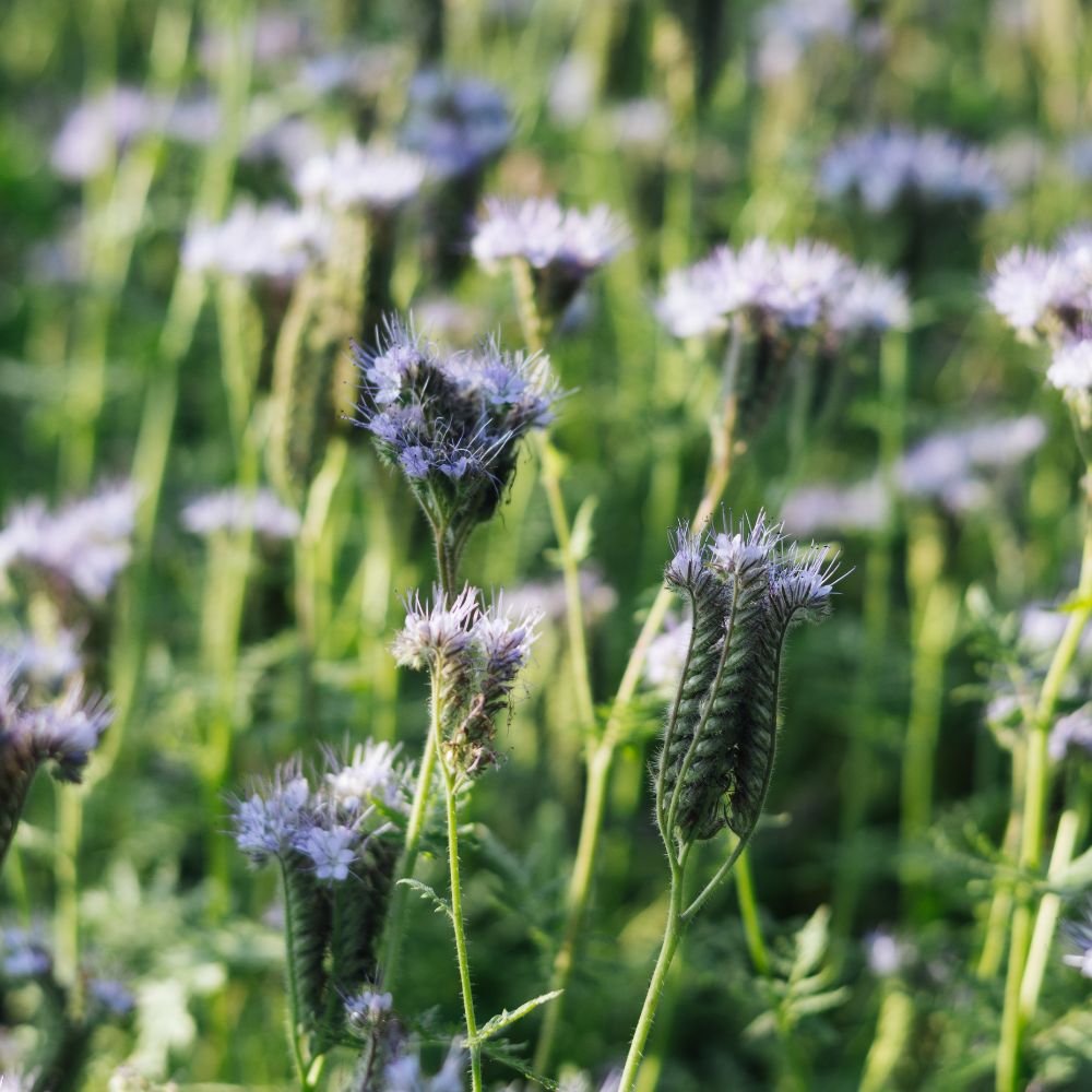 Phacelia tanacetifolia (bijenbrood) BIO