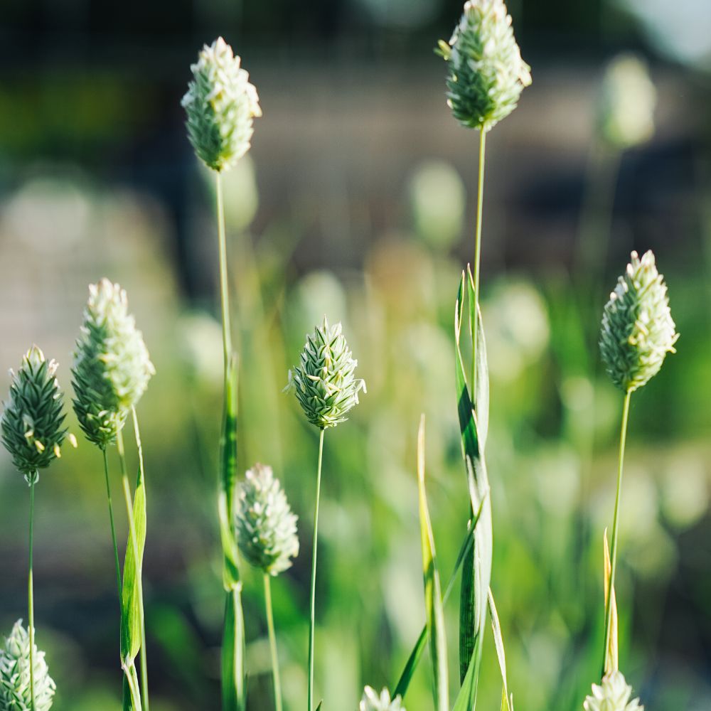 Phalaris canariensis (kanariezaad)