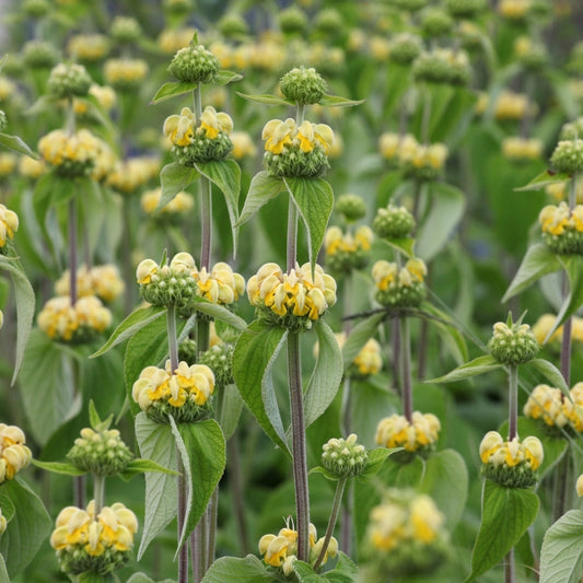 Phlomis russeliana (brandkruid) BIO