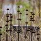 Phlomis russeliana (brandkruid)