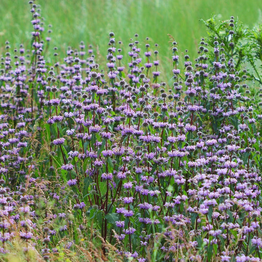 Phlomis tuberosa (brandkruid)