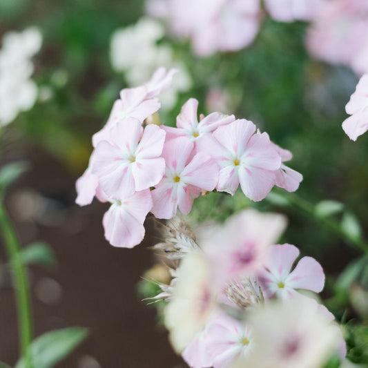 Phlox 'Blushing Bride' (vlambloem)