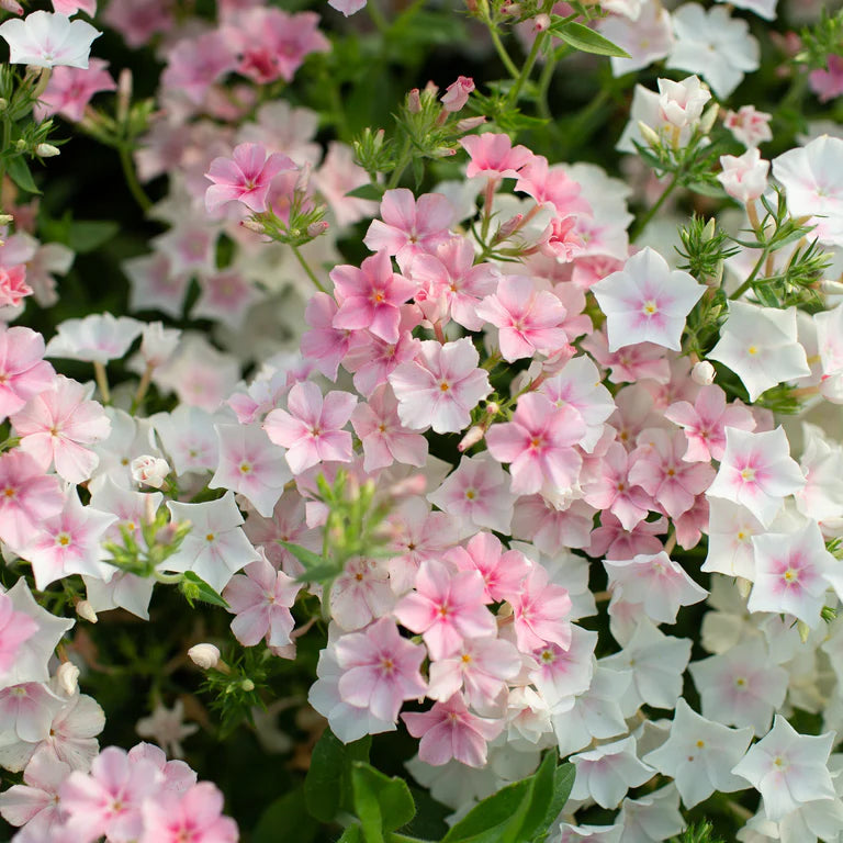 Phlox 'Blushing Bride' (vlambloem)