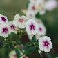 Phlox 'Cherry Caramel' (vlambloem)