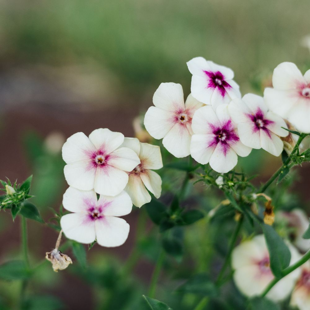 Phlox 'Cherry Caramel' (vlambloem)