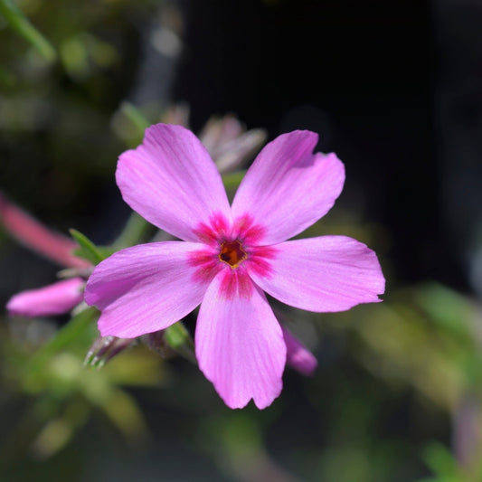 Phlox subulata 'Moerheimii' (kruipphlox) BIO