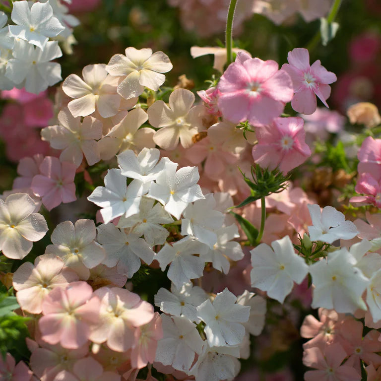 Phlox 'Phlox of Sheep' (vlambloem)