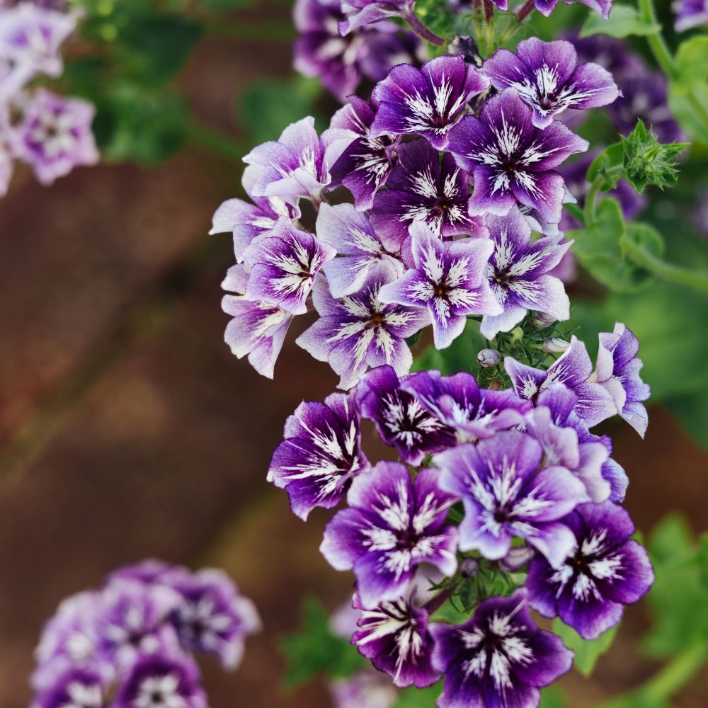 Phlox 'Sugar Stars' (vlambloem)